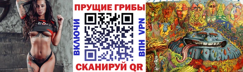 Псилоцибиновые грибы Psilocybine cubensis  Купить где  Сунжа 